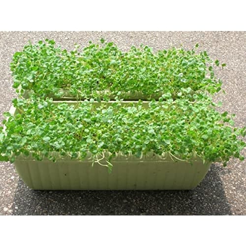 Farm-Grown Sulforaphane Tablets, 360 Tablets, Freeze-Dried, 15mg Sulforaphane (SGS) Per Tablet, Broccoli Sprout Supplement, Phytochemical