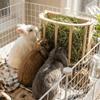 Wooden Hay Feeder Rack Built-in Rabbit Hay Holder Easy Installation Ferret Hay Manger  Hamster