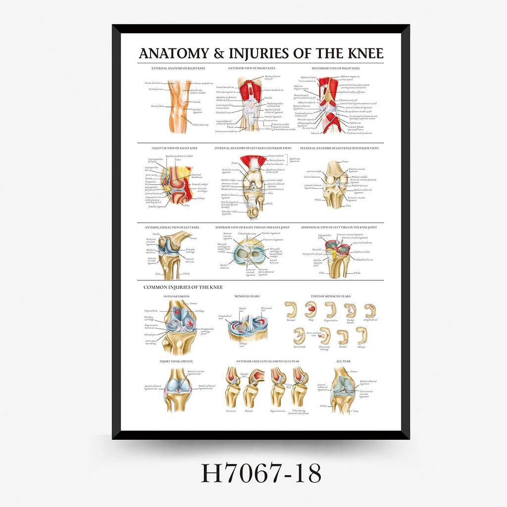 Human Tissue Structure Muscle Gym Medical Education Decorative Canvas Painting Poster Wall Art for Home Decor