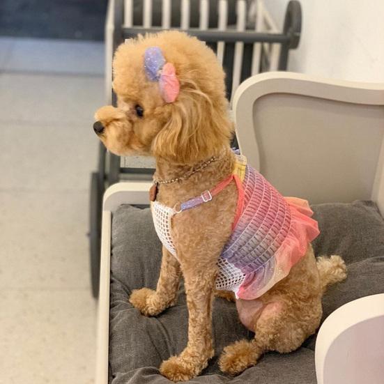 puppy summer clothes