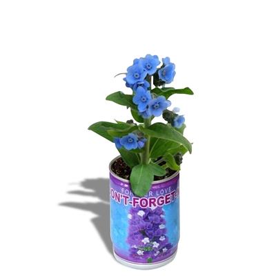 Blaue Blumen in einer Dosennachricht vergiss mich nicht