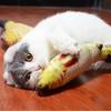 Cat Fish Cat Kick Body Stuffed Obesity Stress Nail Teeth 2 Piece Cat Supplies Toy, Shape, Toy, Fish, Toy, Pillow, Animal, Taiyaki, Play, Relief,