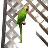 Creative Resin Macaw Cockatoo Small Bird Wall Hanging Ornament