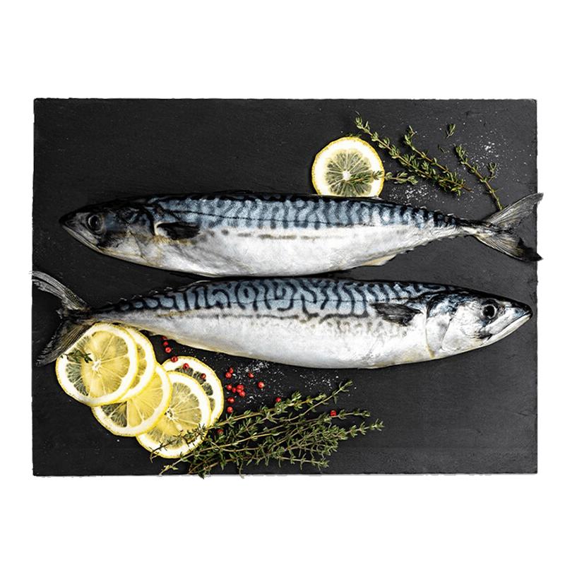 Frozen Norwegian Mackerel (Approx. 1kg)