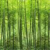 Nature Landscape 3d Wallpaper Green Bamboo Forest Photo Mural Living Room Tv Sofa Background Wall Murals Decor