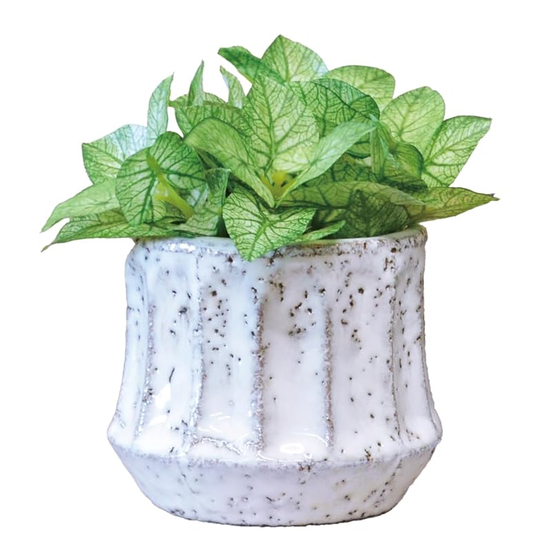 

KAI Japan Epepot syngonium 168751