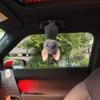 22cm Bat Plush Toy Cartoon Bat Pig Doll Kartoon Bat Stuffed Animal  Car Decoration