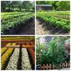 Fertilizzante per Piante da Giardino e Fattoria 20ml Necessario per la Crescita delle Piante 920 Regolatore di Crescita per Piante Utile Accessorio per Giardinieri