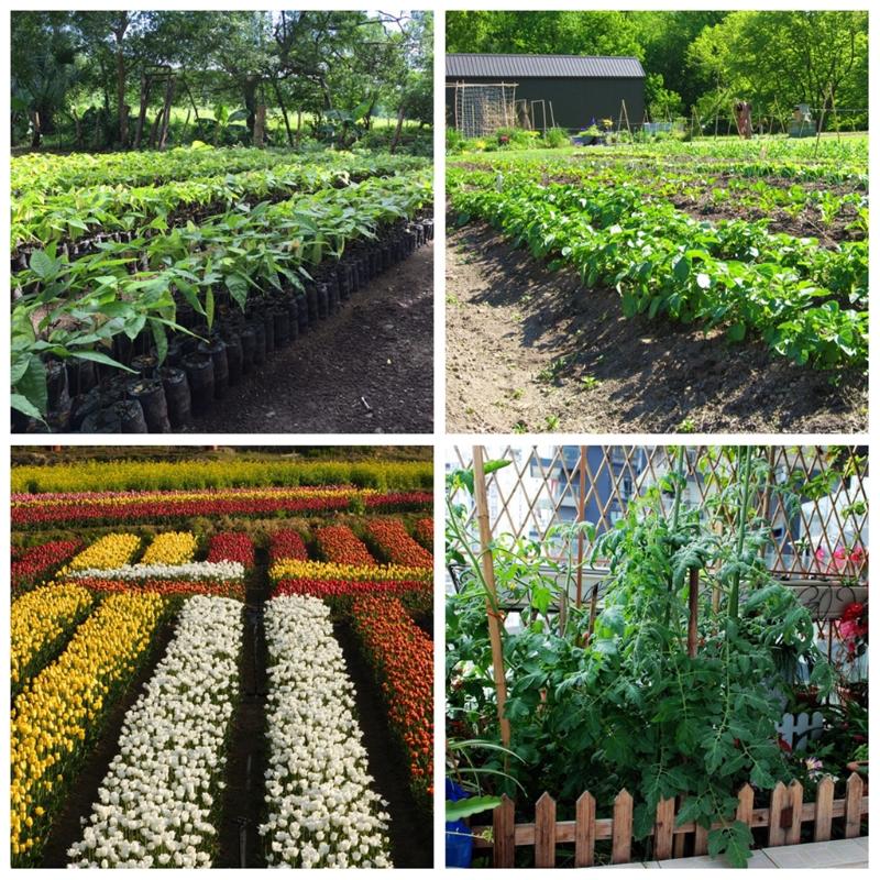 Fertilizzante per Piante da Giardino e Fattoria 20ml Necessario per la Crescita delle Piante 920 Regolatore di Crescita per Piante Utile Accessorio per Giardinieri