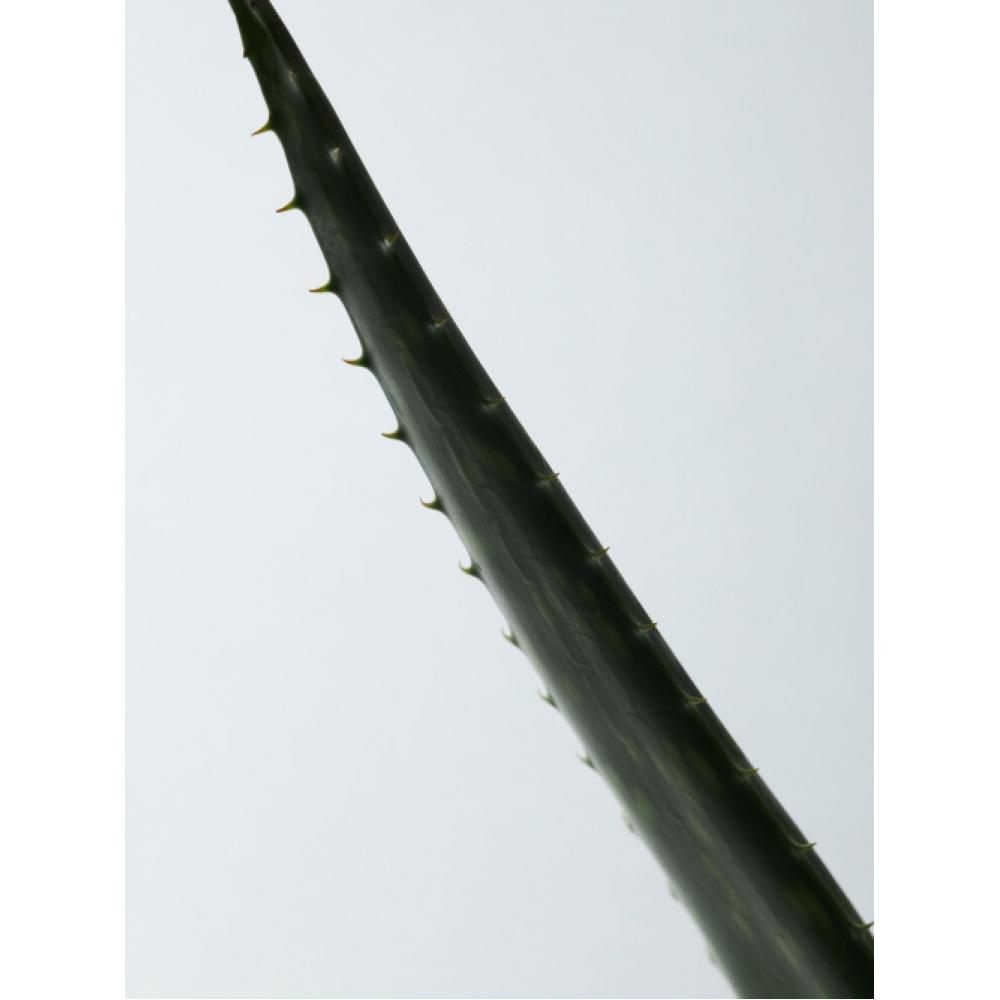 Aromatica  Soothing Gel  Soothing Aloe Vera Gel 180ml