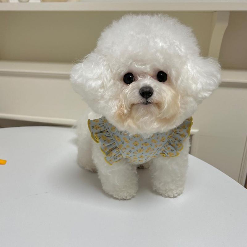 Bowknot Floral Flying Sleeve Vest Dog Clothes Cat Universal Teddy Summer Thin Spring and Autumn Pet Clothing