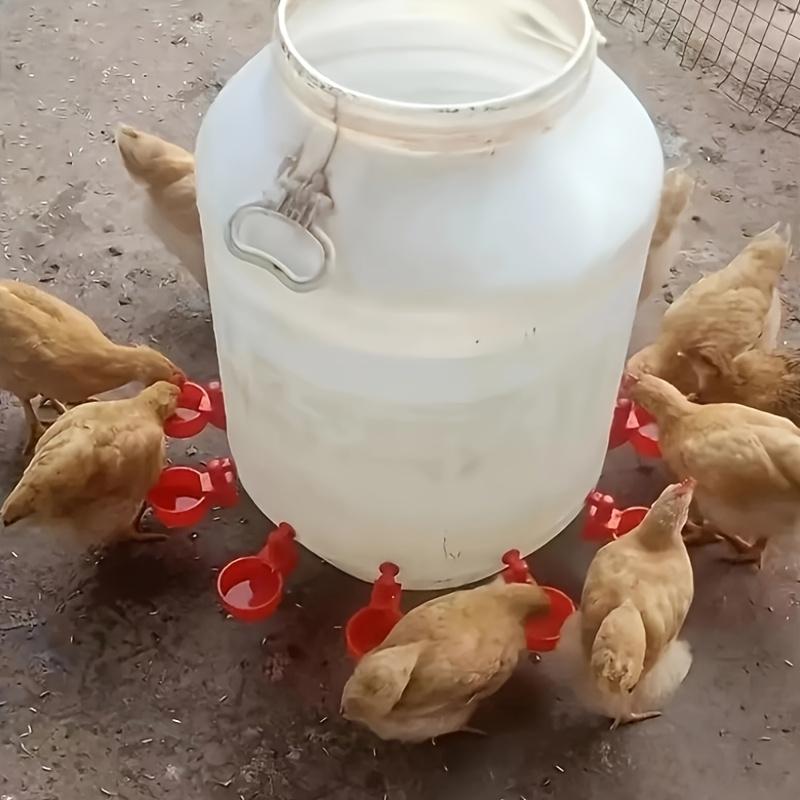 5/10cs Poultry Automatic Water Dispenser Chicken Drinking Bowl Pigeon Automatic Water Dispenser Small Chick Feeding Bowl