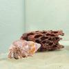 Peixes e animais aquáticos – Decoração de aquário