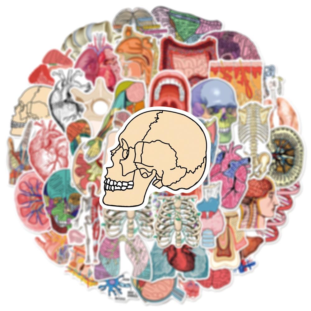 10/30/50pcs Retro Cartoon Human Medical Anatomy Stickers Physiological Organ Sticker Scrapbook Phone Luggage Graffiti Decals Toy