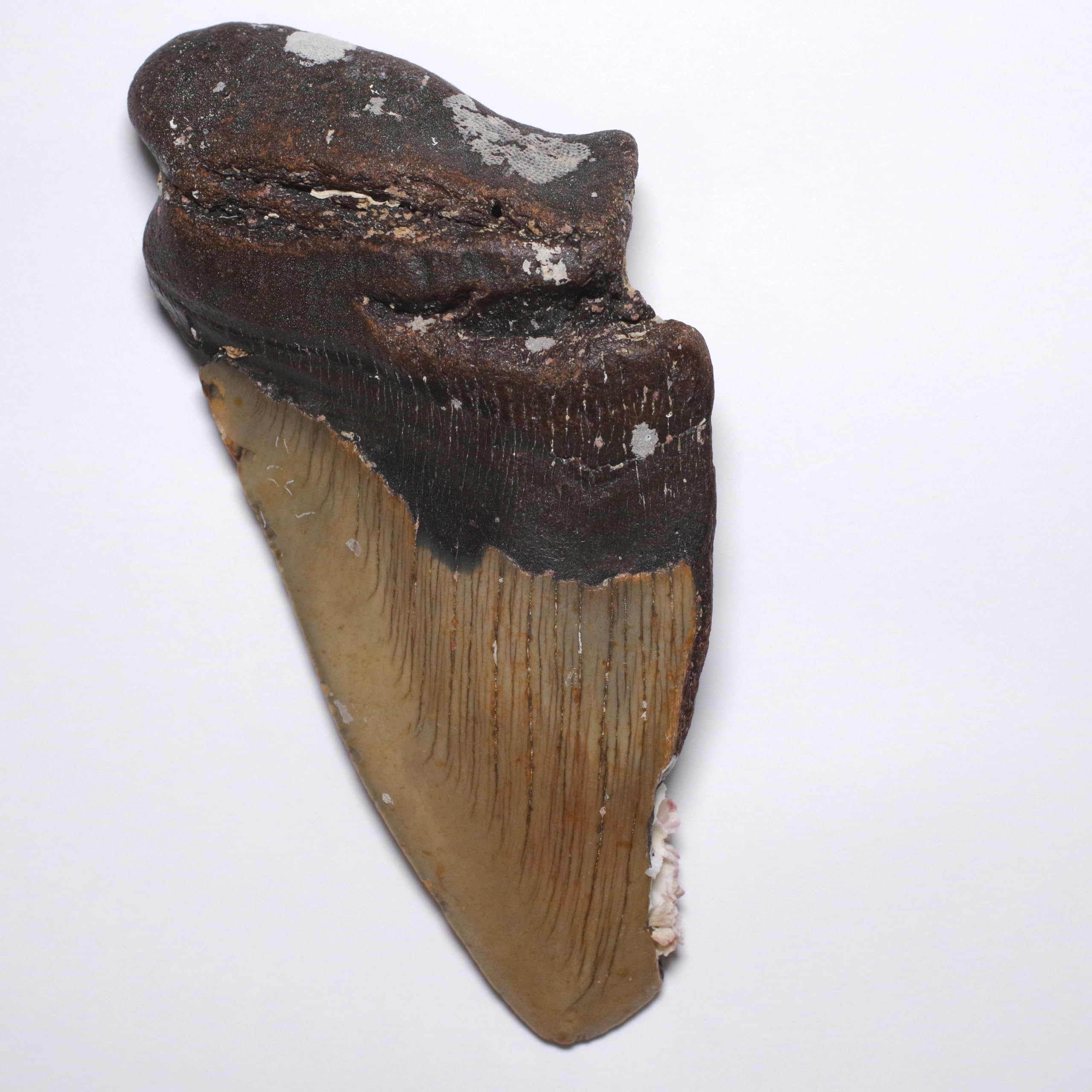 Stone Natural Fossil Megalodon North USA Specimen [N2 Natural] (Carcharocles/Otodus Megalodon) - Carolina, - (6  One-of-a-kind  Tooth Approx.