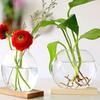 Elegant Round Glass Planters Transparent Glass Plants Glass Vase  Weddings