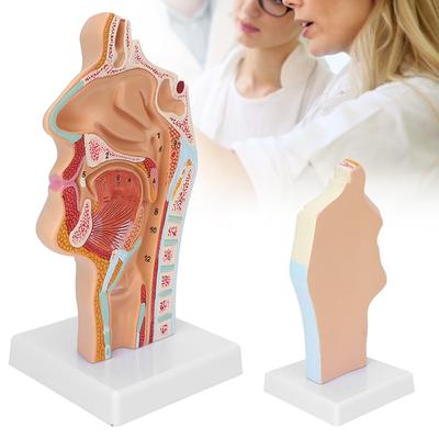 Human Nasal Oral Cavity Throat Anatomical Model for Science Classroom Teaching Presentation Display