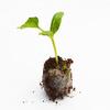 Seed Starter Soil Plugs Plant Fiber Nursery Blocks Peat Soil Pellets