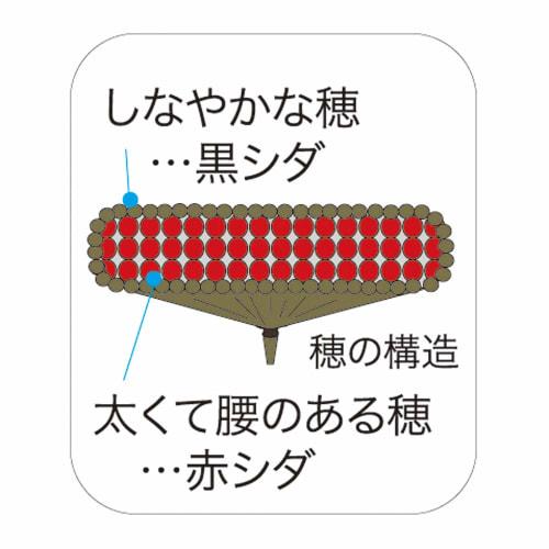 Azuma Compo-Niwaniwa Long Handle Outdoor Broom, 27cm Bristles, 129cm Total Length, Moderately Flexible for Easy Sweeping, Mixed Bristles 177