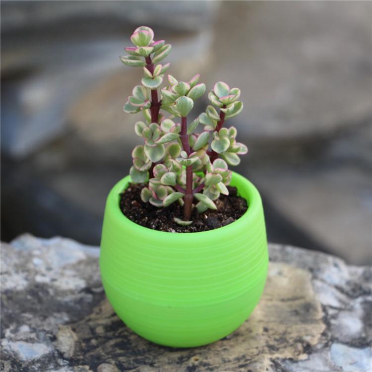 Sukkulenten-Blumentopf Mini Steinball Blumentopf Regenbogen-Topf PP Harz Kunststofftopf Pflanzentöpfe Dekorative Pflanzgefäße Töpfe für Pflanzen