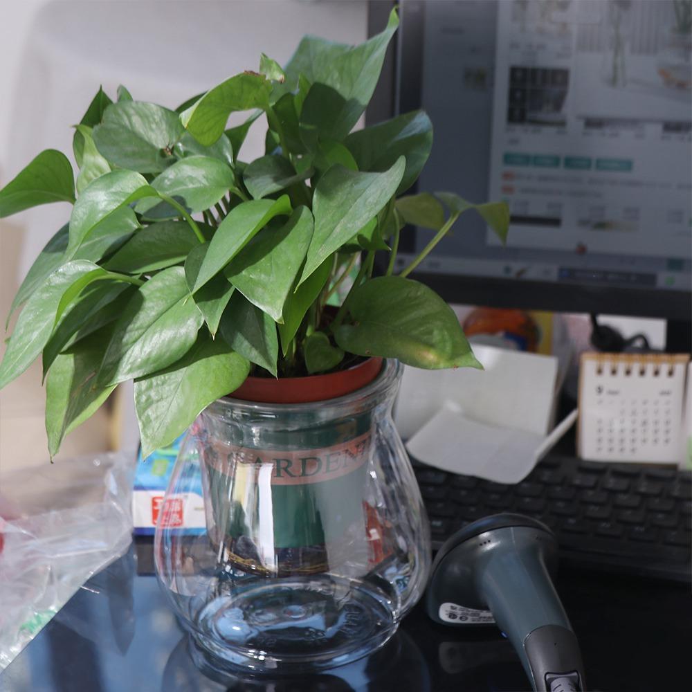 Floor-standing Hydroponic Flower Pot Plastic Aquatic Plant Container Creative   Desktop