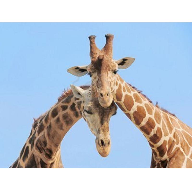 DIY 5D Diamond Painting Cross Stitch Kits Full Round Resin Rhinestone Mosaic Daimond Embroidery Animals Giraffe Home Decoration