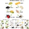Insect Growth Cycle Model Set With Plastic Materials For Educational Kids Science Toys