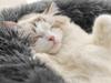 Plush Bed 80 Light Gray (20)