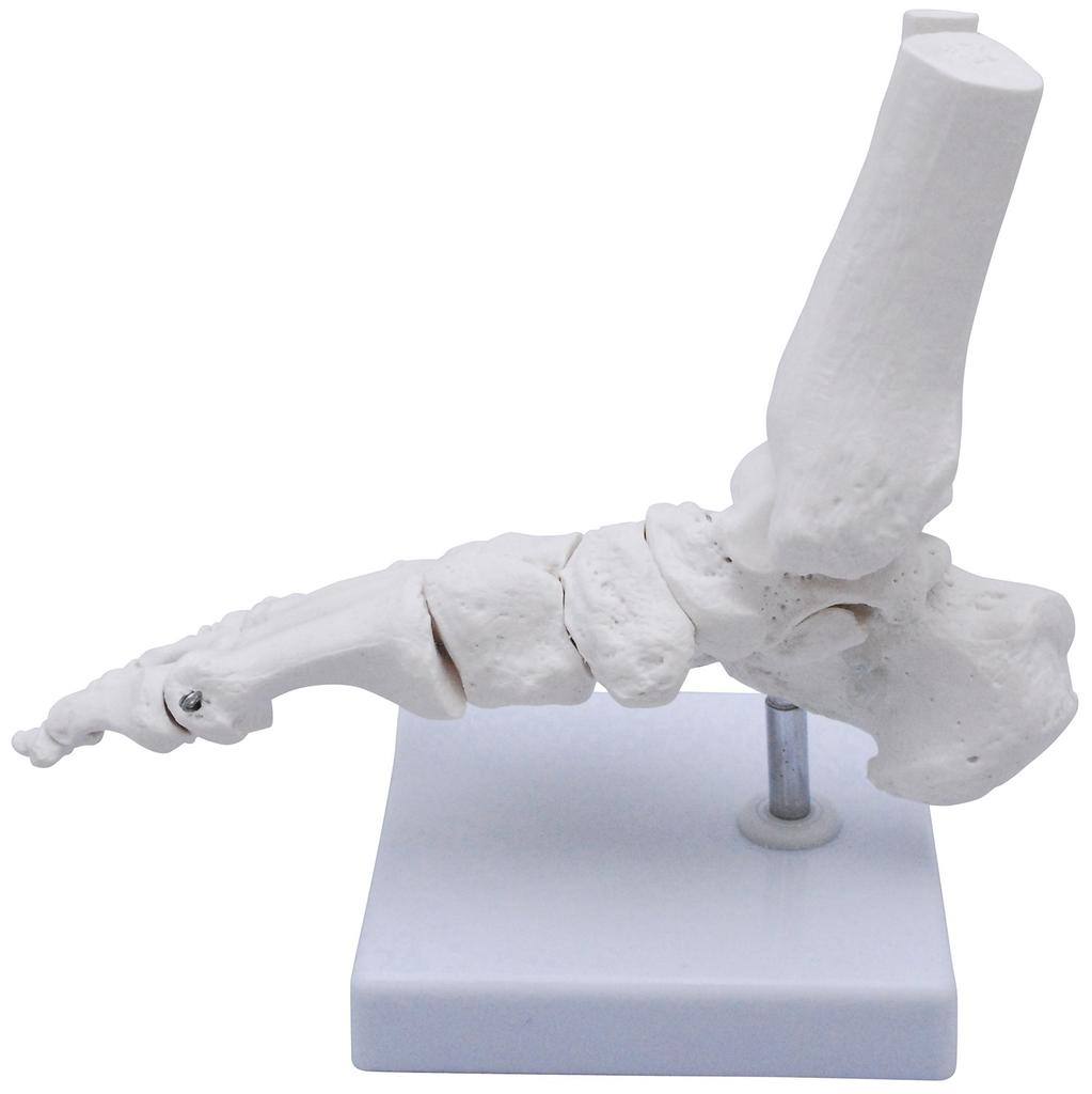 Monolife Foot Bone Model, Foot Bone Model, Ankle Joint Model, Right Foot Specimen, Ankle, Articulating Type