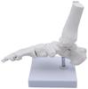 Monolife Foot Bone Model, Foot Bone Model, Ankle Joint Model, Right Foot Specimen, Ankle, Articulating Type