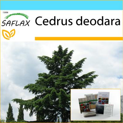 Set regalo - Cedro indiano - 35 semi - Con scatola regalo, biglietto, etichetta e substrato per invasatura - Cedrus deodara
