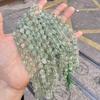 Natural Green Fluorite Faceted Rice Beads for DIY Jewelry Making and Beading
