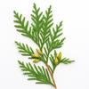 35 Giant Arborvitae Seeds (Western Red Cedar)