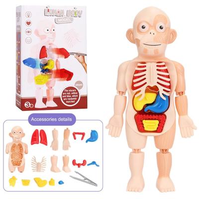 Educational Learning DIY Assembly Toys Kits Body Organ Medical Teaching Tools 3D Puzzle Human Body Anatomy Model Toy