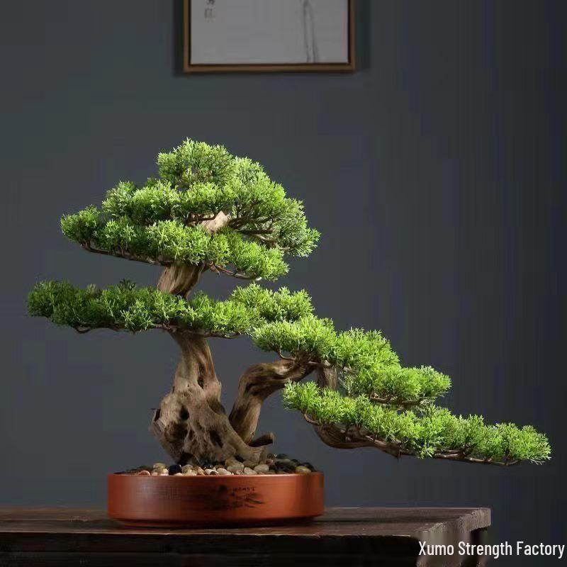 Potted Pine Bonsai for Indoor Living Room - Real Tree Landscape Decoration