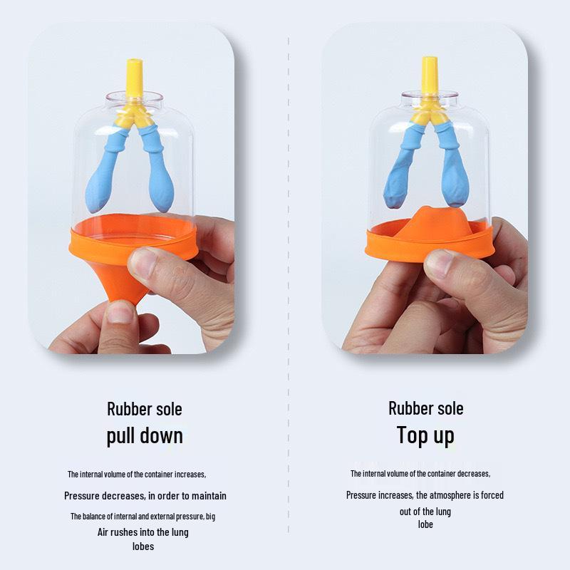 Junior High Physics Lung Breathing Simulator: Diaphragm Movement Model for Gas Exchange Teaching Aid.