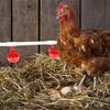 Complete PVC Pipe Chicken Feeder Set with Automatic Water Nipples and Cups