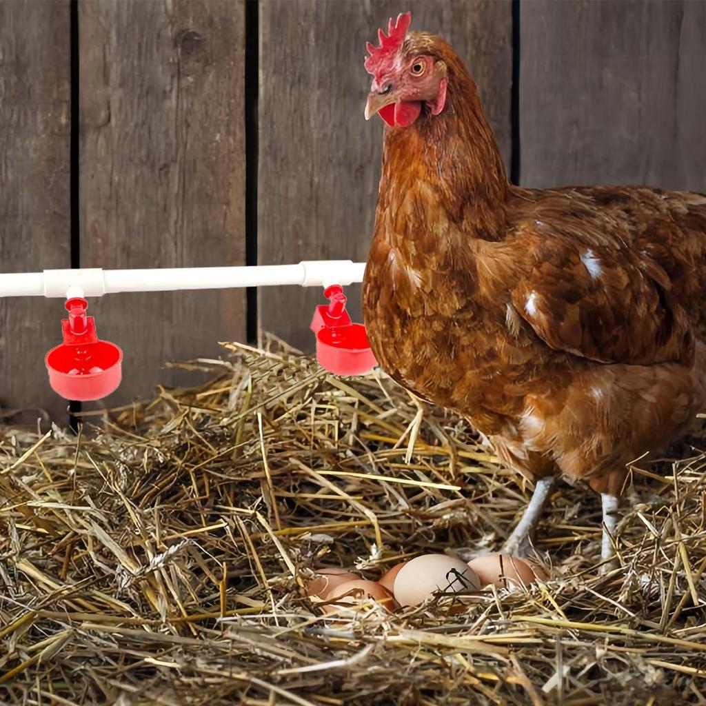 Complete PVC Pipe Chicken Feeder Set with Automatic Water Nipples and Cups