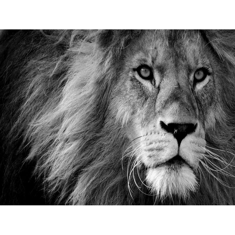 5d Animal Diamond Mosaic Painting Painting Lion And Sheep Rhinestone Pictures Art Cross Stitch Kits Home Decors Gifts