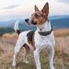 Pet Collar Adjustable Reflective Dog Collar Integrated Protective Cover Can Install Locator