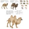 Wildlife Pvc Model Collection With Realistic Desert Camels For Classroom Decor