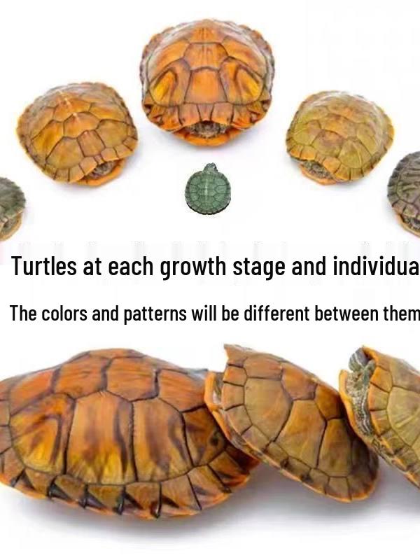Brazilian Golden-lined Pet Turtle - Internet Celebrity Live Outdoor Pond Turtle