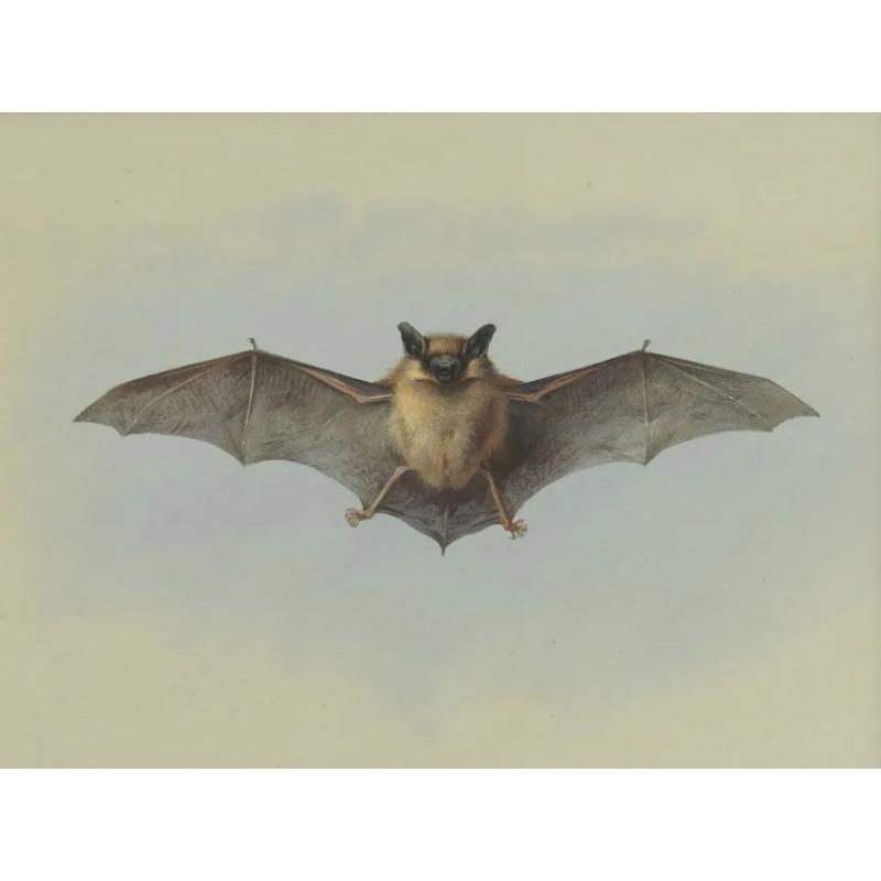 Vintage Spider Antique Bat Raven Moth Butterfly Gothic Art Poster Canvas Painting Wall Prints Picture Dark Academia Decoration