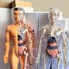 1 Set Human Anatomy Model Set - Removable Skeleton and Full Torso -Skeleton Model Kit with Removable Organs