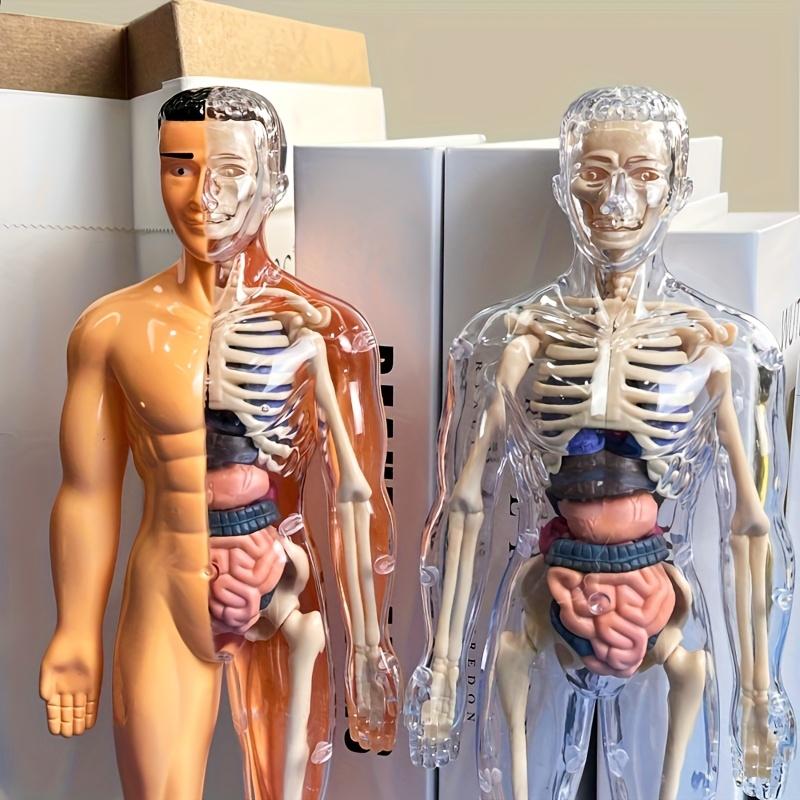 1 Set Human Anatomy Model Set - Removable Skeleton and Full Torso -Skeleton Model Kit with Removable Organs