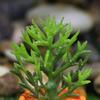 3 sztuk / zestaw Fałszywe Bonsai Krajobraz Fuax Dekoracyjne Delikatne Ładnie wyglądające Mikro Soczyste Wystrój Domu