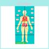 Experimento Científico Órgãos do Corpo Humano Cubo Mágico Para Estudantes Educacional Brinquedo Diy