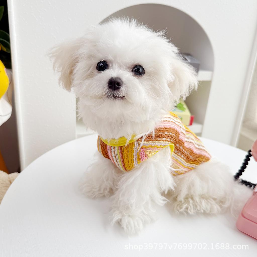 Compilation of Hollow Vest Spring and Summer New Pet Dog Dog Cat Clothes Anti-hair Loss Rainbow Ethnic Wind Breathable Than Bear
