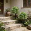1 Pc Lavender Artificial Trees | Suitable For Porch, Indoor,