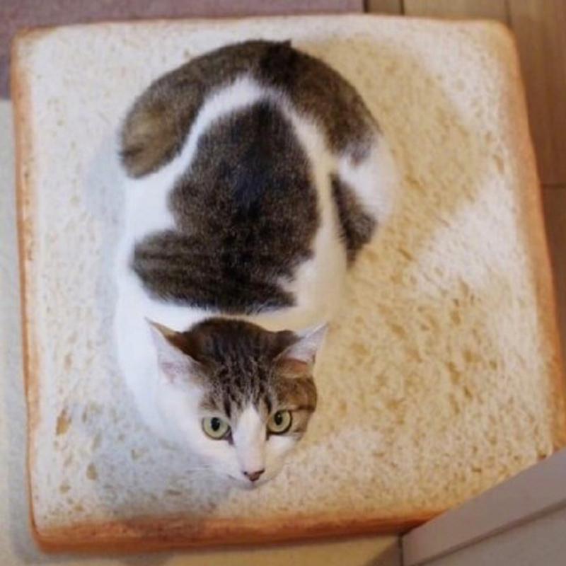 Brød Katte Senge Ristet Brød Skive Stil Kæledyrsmåtter Pude Blød Varm Madras Seng